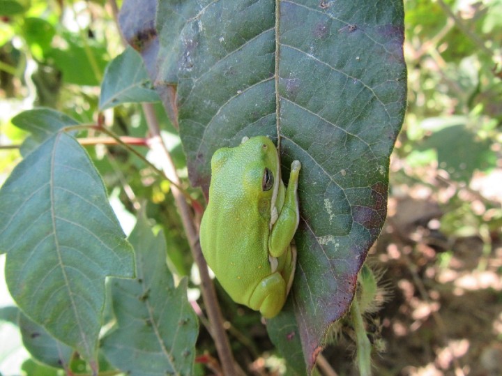 Green Treefrog
